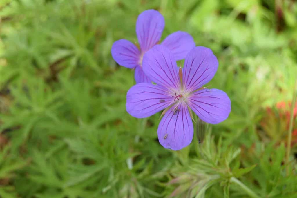 Geranium 'Nimbus' ---